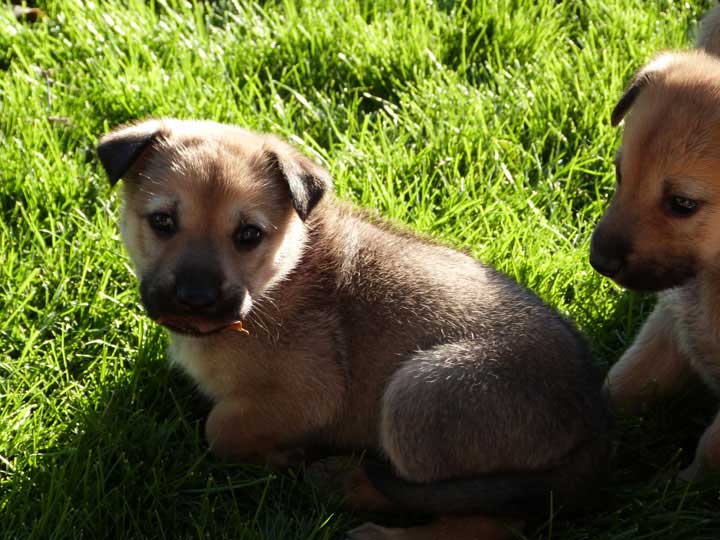 chinook dog